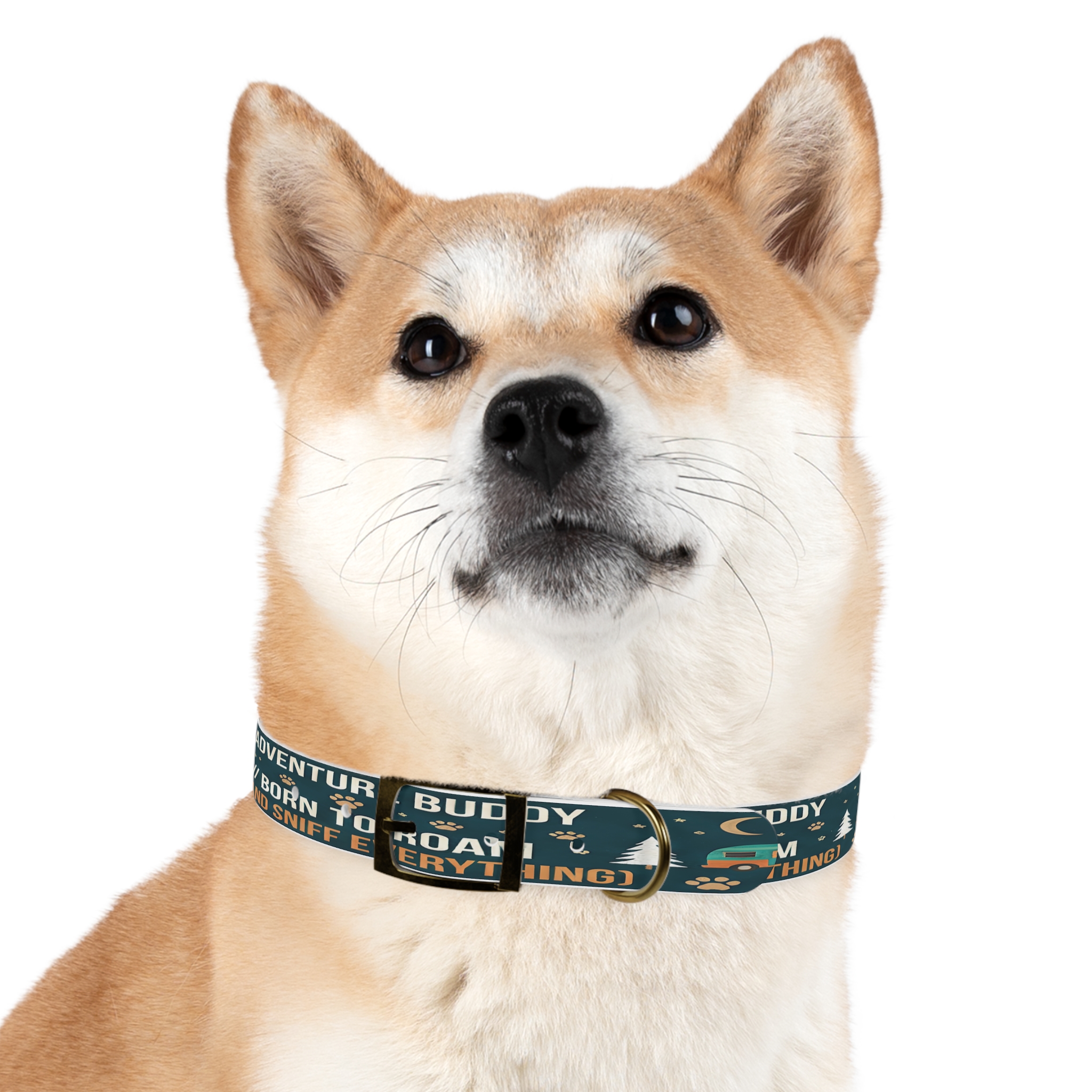 17847684087642820180_4096.jpeg Dog Collar — 'Born to Roam (and Sniff Everything)' Outdoor Pet Collar